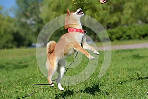 Shiba Ina jumps playing