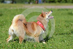 Shiba Ina in the summer