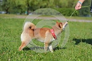 Shiba Ina in the summer