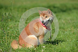 Shiba Ina in the summer