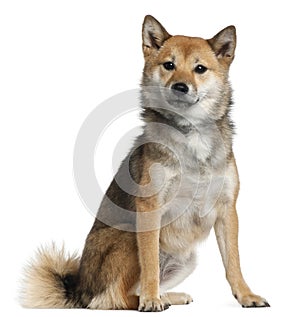 Shiba Inu, 1 year old, sitting