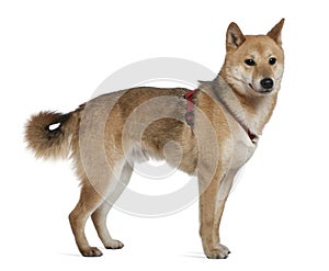 Shiba inu, 2 years old, standing