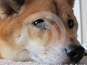 Shiba Inu