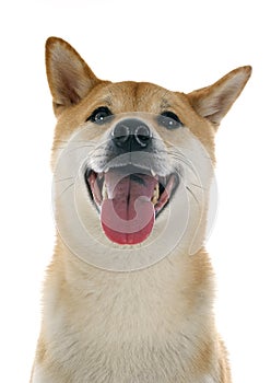 Shiba inu