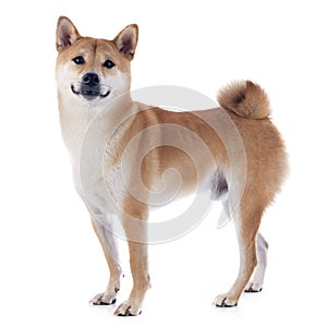 Shiba inu