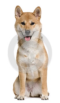 Shiba inu, 6 months old, sitting