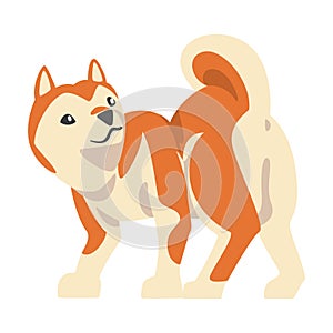 Shiba Inu as Japanese Breed of Hunting Dog with Prick Ears and Curled Tail Playing Vector Illustration