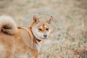 Shiba inu on the background of dry grass.