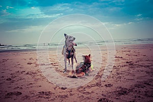 Shiba inu and border collie / carea leones puppy dog with tongue out on the beach with a ball and the blue of the landscape sea