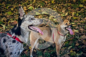 Shiba inu and border collie / carea leones puppy dog with tongue out, With a fall landscape with fallen leaves