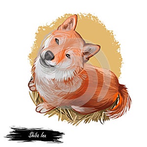 Shiba Inu Brushwood turf Japanese dog purebred digital art. Watercolor portrait of domesticad animal, mammal with smooth