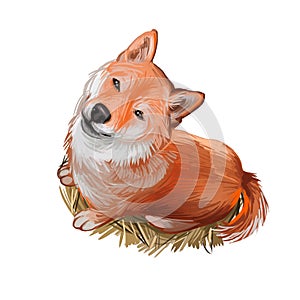 Shiba Inu Brushwood turf Japanese dog purebred digital art. Watercolor portrait of domesticad animal, mammal with smooth coat from