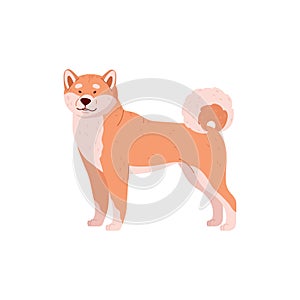 Shiba inu cute breeded dog cartoon character flat vector illustration isolated.