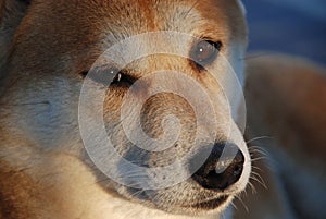 Shiba Inu Dog