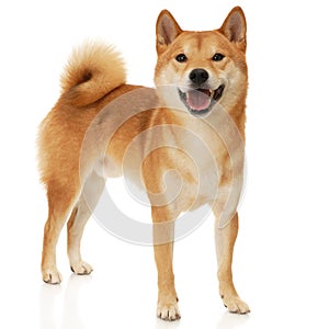 Shiba Inu dog photo