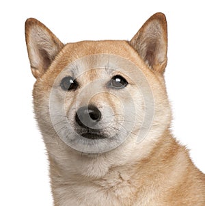 Shiba Inu dog, 8 years old