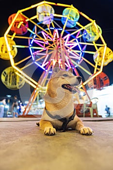 Shiba Inu dog in an amusement park with a Ferris wheel