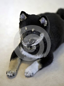 Shiba Inu dog is a breed of dog from Japan. This one is the Black and Tan variety. They are loyal and faithful pets a