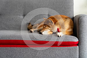 Shiba Inu dog breed Sleeping on a red-gray sofa