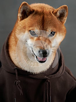 Shiba Inu dog in a hoodie, studio shot.This friendly pet gives a gentle look