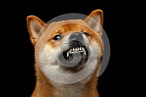 Shiba inu Dog, Isolated Black Background