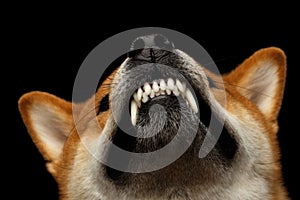 Shiba inu Dog, Isolated Black Background