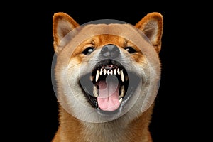 Shiba inu Dog, Isolated Black Background