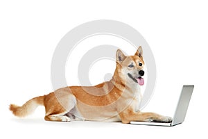 Shiba inu dog with laptop computer