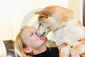 Shiba inu dog licks his owner face.