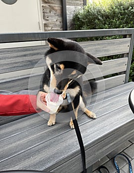 Shiba Inu Dog Licks a Sweet Whipped Cream Treat From a Cup