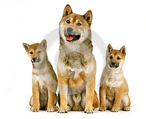 Shiba Inu Dog, Male with Pup sitting against White Background