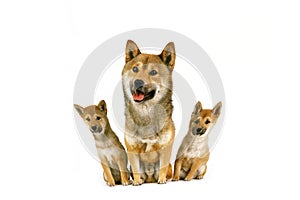 Shiba Inu Dog, Male with Pup sitting against White Background