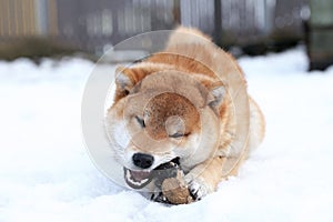 Shiba Inu dog playing with a toy