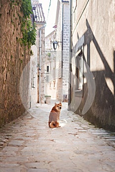 A Shiba Inu dog sits patiently on a cobblestone street, surrounded by old-world charm