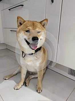 Shiba Inu dog sits with a smile
