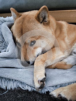 shiba inu dog sleeps on a blanket