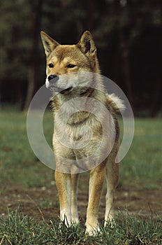 Shiba Inu Dog standing on Grass