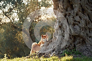 A Shiba Inu dog stands proudly by an ancient, gnarled tree,