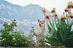 A Shiba Inu dog stands serenely by a glassy lake, framed by soft purple flowers