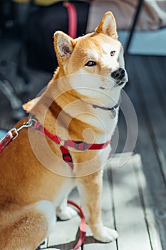 Shiba inu dog waiting for its owner in a pets friendly cafe.