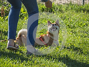 Shiba Inu dog. Walking area