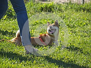 Shiba Inu dog. Walking area