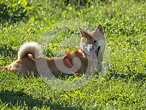 Shiba Inu dog. Walking area