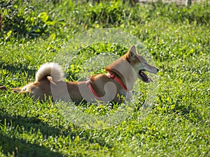 Shiba Inu dog. Walking area