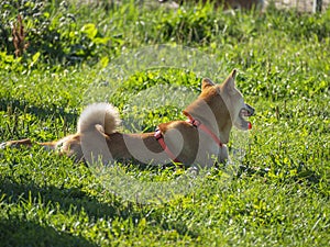 Shiba Inu dog. Walking area