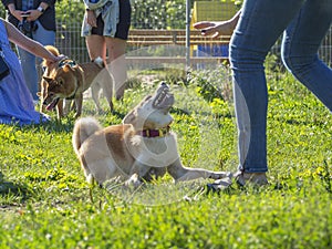 Shiba Inu dog. Walking area