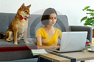 Shiba INU  dog was playing with mixed race girl in yellow shirt work from home business.  new normal