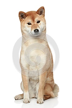 Shiba inu dog on white background