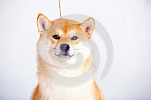 Shiba Inu dog on a white background