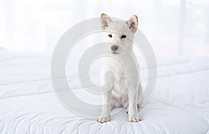 Shiba Inu dog white color Or Hokkaido Inu dog looking camera on the bed in the bedroom